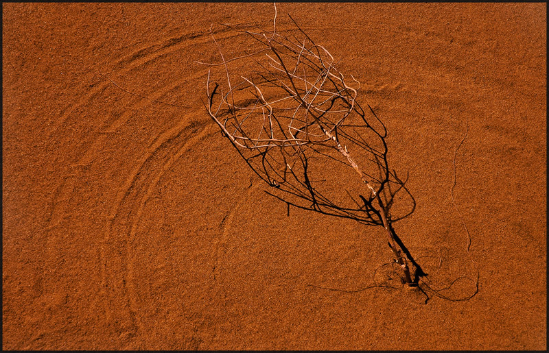 Broken Tree by Jim Atkinson